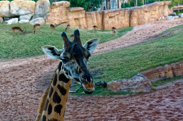 Giraffa camelopardalis with long neck in the zoo.