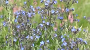 Rüzgar kır çiçekleri yaz alanında güneşli günde umurunda.