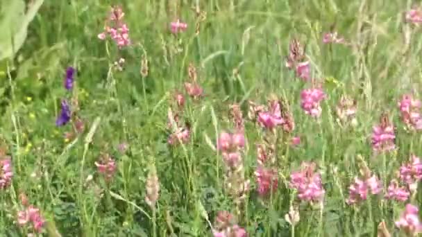 Wiatr to obchodzi dzikie kwiaty lato pole na słoneczny dzień — Wideo stockowe