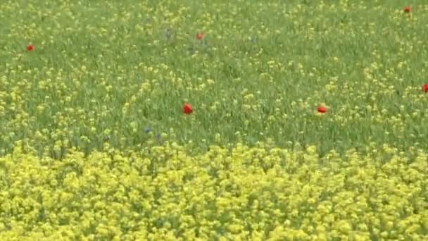 Вітер піклується про дикі квіти в літньому полі в сонячний день — стокове відео