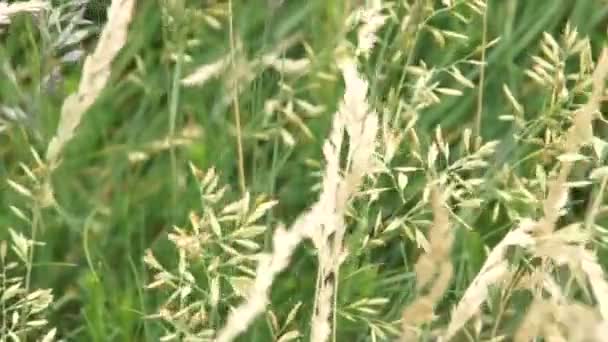 Vento se preocupa flores selvagens no campo de verão no dia ensolarado — Vídeo de Stock