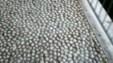 Yuvarlak cobblestones yaya yürümek. Deniz manzarası.