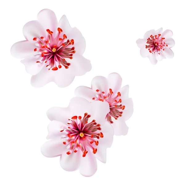 Pink cherry blossom sakura flowers  in Japanese style — Stock Vector