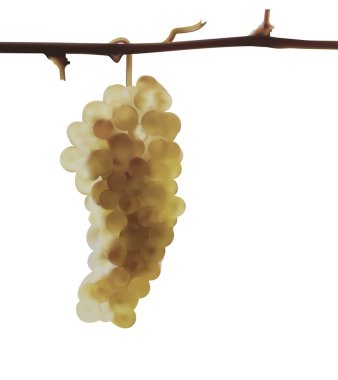 Şube ışık altın üzüm ile sonbahar tarım alanlarında