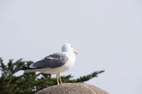 Fearless big bird Seagull — Stock Photo, Image