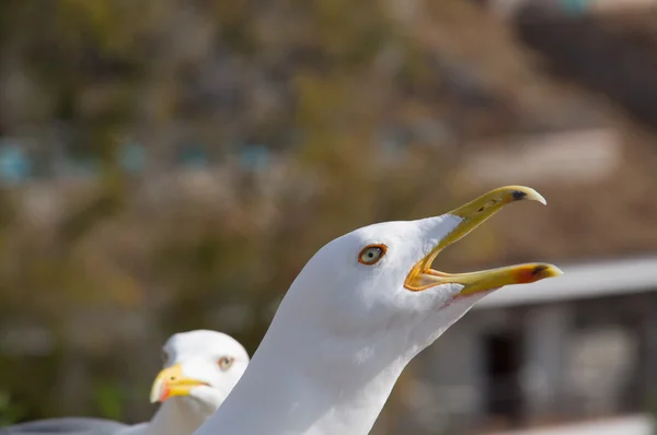 Furchtloser Großvogel Möwe — Stockfoto