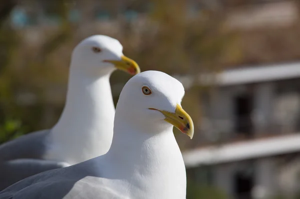 Furchtloser Großvogel Möwe — Stockfoto