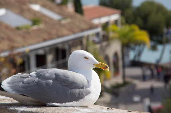 Furchtloser Großvogel Möwe — Stockfoto