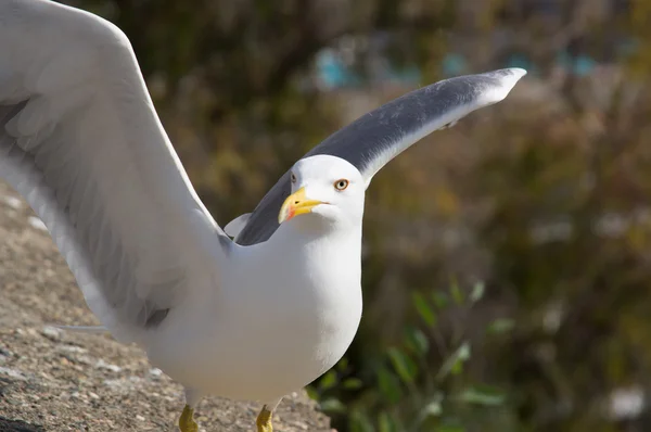 Pássaro grande destemido Gaivota — Fotografia de Stock