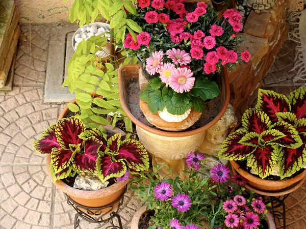 Inicio varias flores en macetas. Diseño patios italianos — Foto de Stock