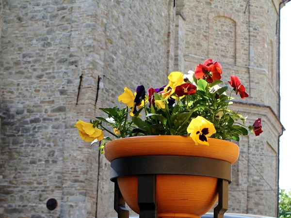 Domů různé květiny v květináčích. Design italských dvory — Stock fotografie
