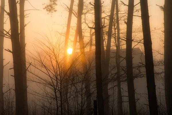 Sonne und Nebel im Wald — Stockfoto