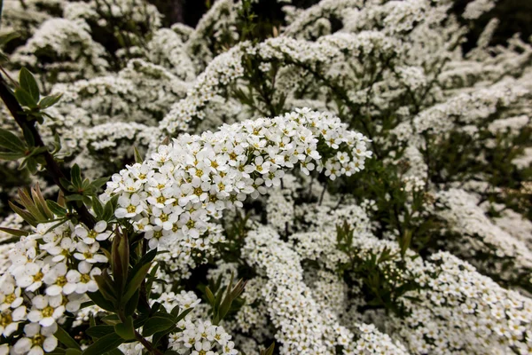 Shrub with small white flowers, van Houtte'a spirea — Stock Photo, Image