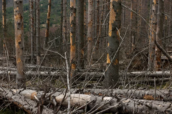 Floresta de coníferas murchas no terreno montanhoso, Beskid Sl — Fotografia de Stock