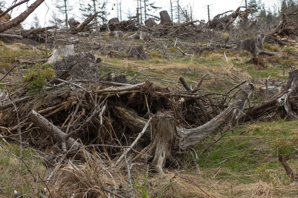 山地地貌中的枯萎针叶林, Beskid Sl — 图库照片