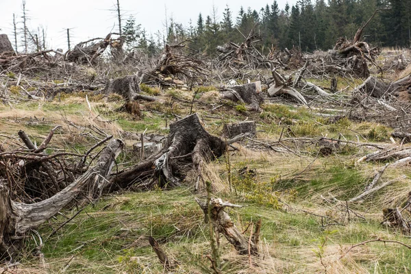 Floresta de coníferas murchas no terreno montanhoso, Beskid Sl — Fotografia de Stock