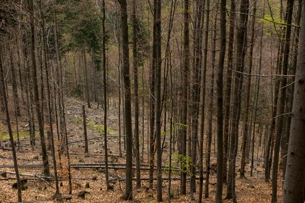 Floresta de coníferas murchas no terreno montanhoso, Beskid Sl — Fotografia de Stock