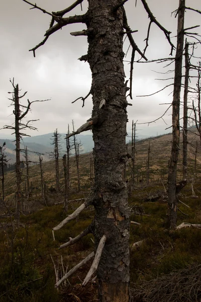 Abgebrochener Baum verdorrte an der Spitze der schlesischen Schleuse in der ar — Stockfoto