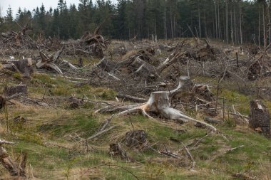 ar Silesian Beskid üstündeki kırık ağaç kurudu