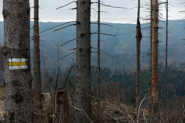 아칸소에서 실레 Beskid의 상단에 시 든 깨진된 나무 — 스톡 사진