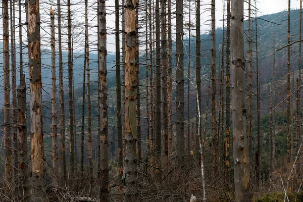 Abgebrochener Baum verdorrte an der Spitze der schlesischen Schleuse in der ar — Stockfoto