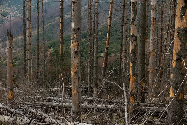 Floresta de coníferas murchas no terreno montanhoso, Beskid Sl — Fotografia de Stock