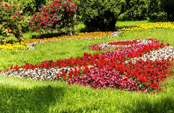 Flores de colores en el parque — Foto de Stock