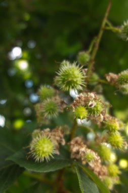 Olgunlaşmamış küçük kestane 
