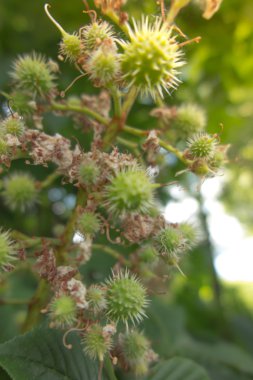 Olgunlaşmamış küçük kestane 