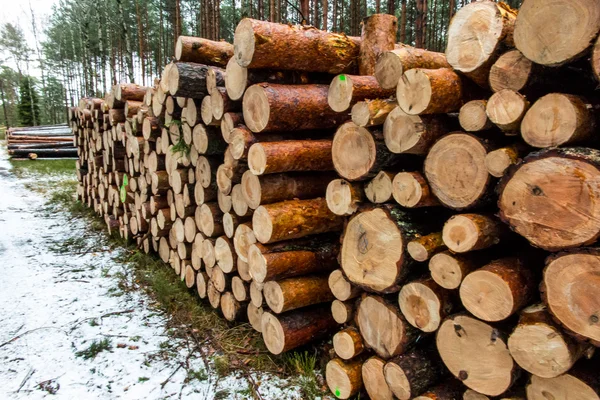 Juntar una pila de madera en el bosque —  Fotos de Stock
