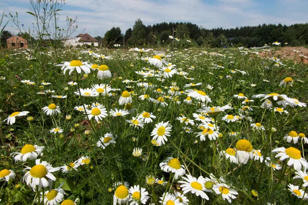 Łąka pełna dzikich kwiatów — Zdjęcie stockowe