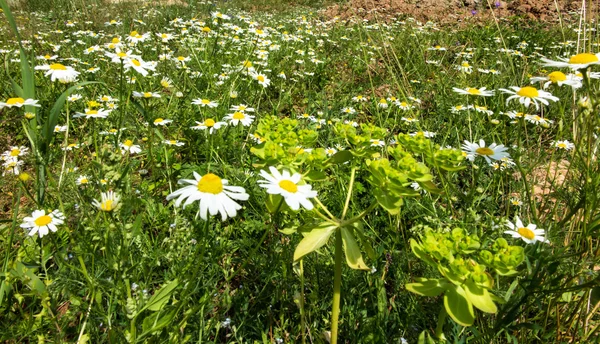 Weide vol wilde bloemen — Stockfoto