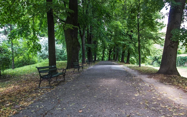 Benches at the alley in the old park — Stock Photo, Image