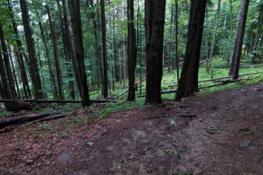 bulutlu bir nemli günde kayın ormanı 