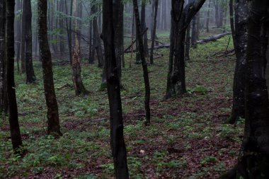bulutlu bir nemli günde kayın ormanı 