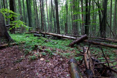 bulutlu bir nemli günde kayın ormanı 