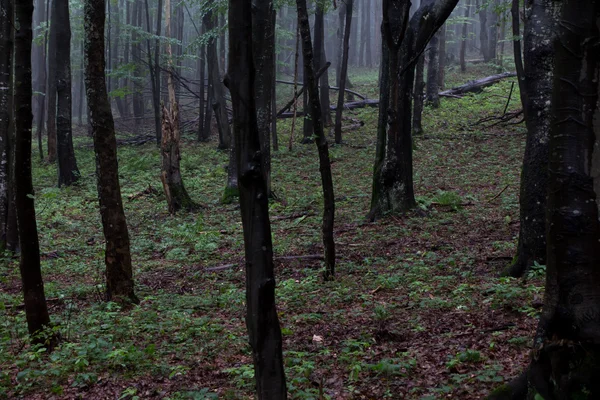 Bukový les na zamračený den vlhké — Stock fotografie