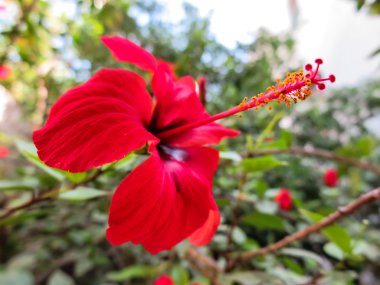 dekoratif yazı ve stamens kırmızı çiçekli çalı