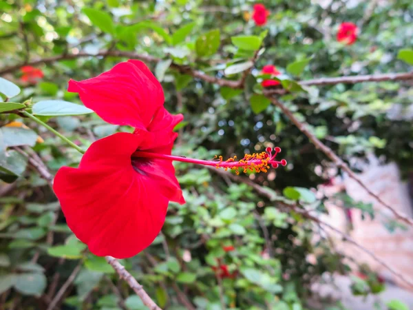 Bush with red flowers with a decorative post and stamens — Stock Photo, Image