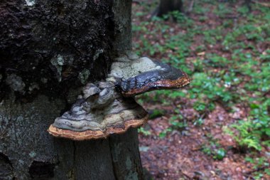 Siyah bir ölümü ile ormanda oturum mantar