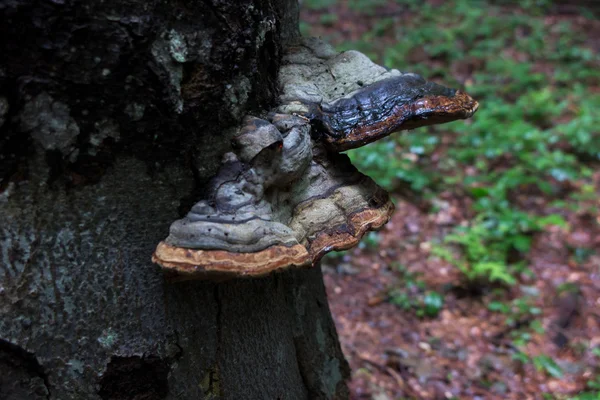 Baumstamm im Wald mit schwarzen Polyporen-Pilzen — Stockfoto