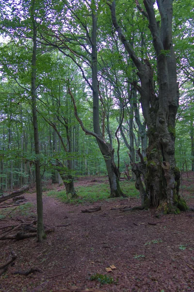 Parque Nacional Bieszczady, floresta velha — Fotografia de Stock