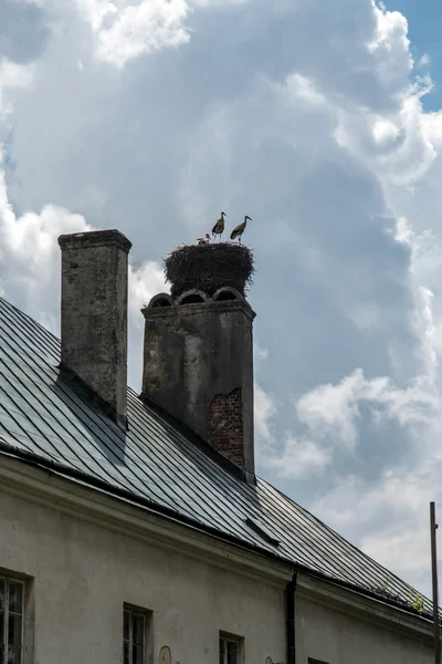 Störche im Nest — Stockfoto