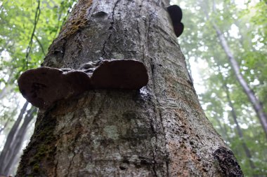 Siyah bir ölümü ile ormanda oturum mantar