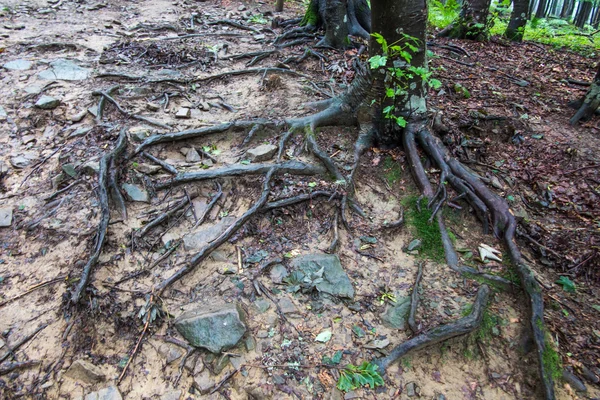 Sistema di radici di alberi — Foto Stock