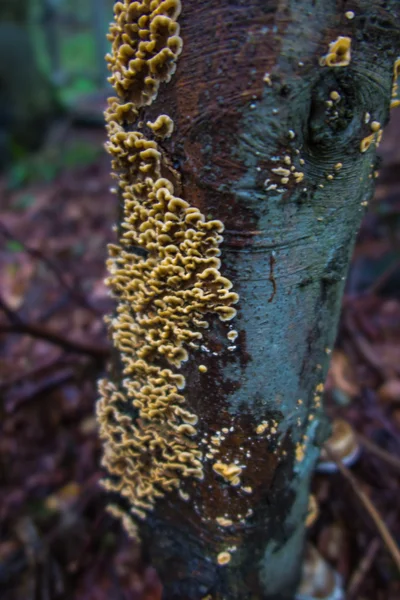 Плодовые тела древесных грибов в дождливую погоду в Би — стоковое фото