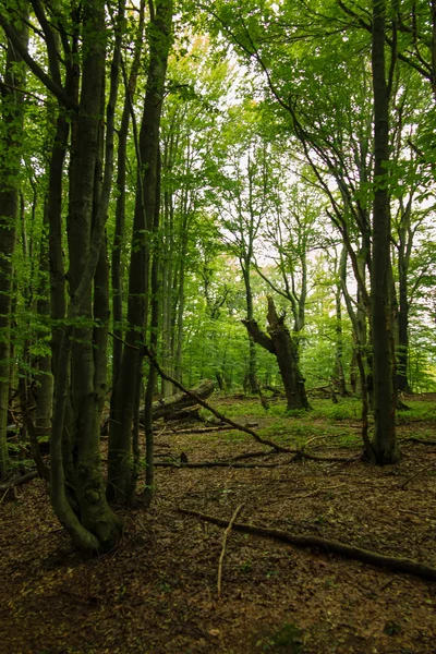 Bieszczady-Nationalpark, alter Wald — Stockfoto