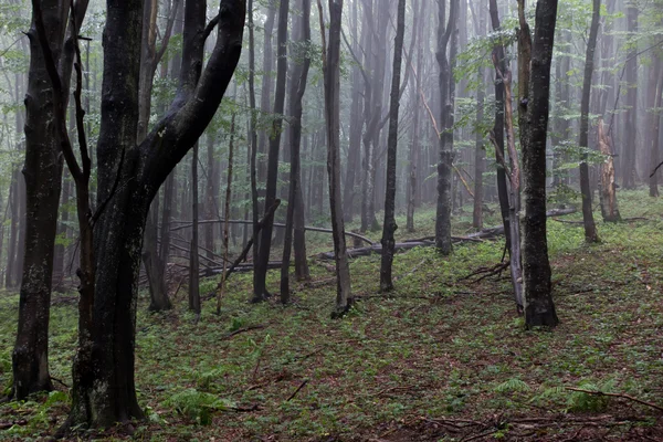 Bukový les na zamračený den vlhké — Stock fotografie