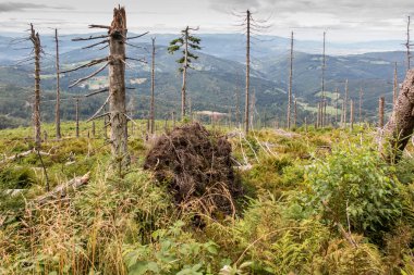 Polonya 'nın Hala Romanka bölgesindeki Zywiecki Beskid tepelerinde solmuş, devrilmiş ağaçlar.