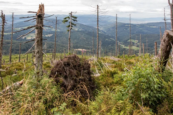 Verdorrte Umgestürzte Bäume Auf Den Gipfeln Der Zywiecki Beskid Gebiet — Stockfoto